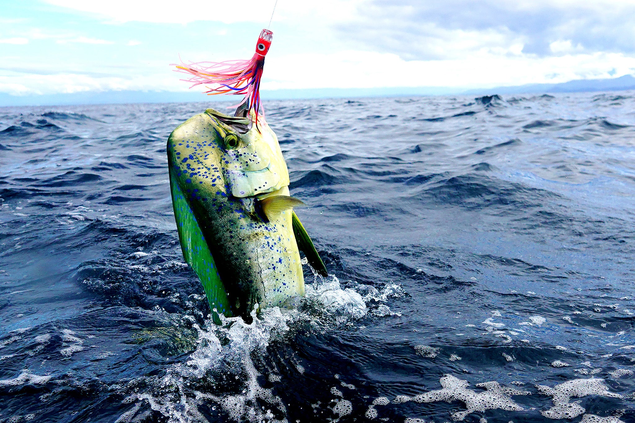 Master the Waters with YOKI